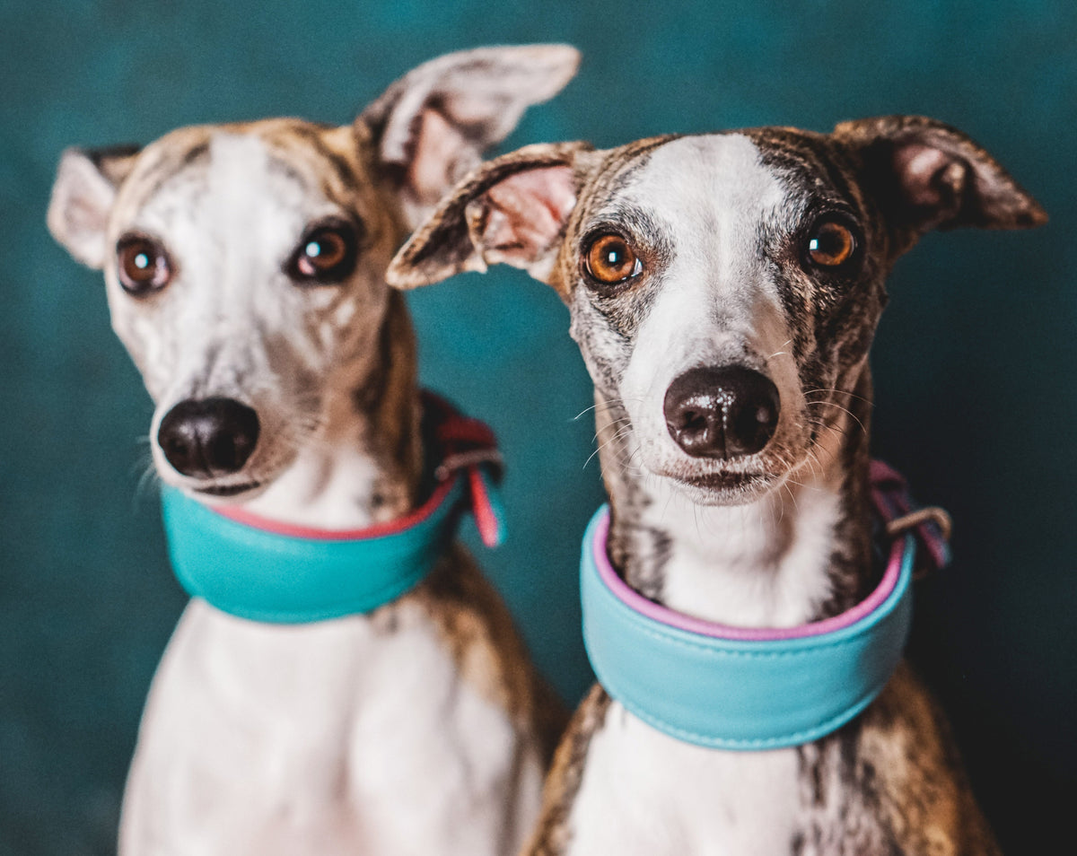Whippets mit breiten und weichen Windhundhalsbändern klassisch um den Hals.