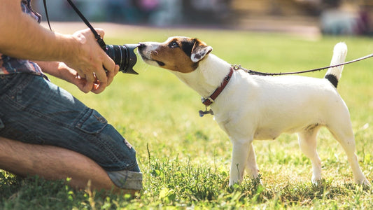 Jack Russell vor einer Kamera