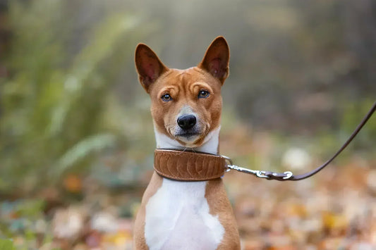 Hund mit braunem Fell und passenden Accessoires in Cognac