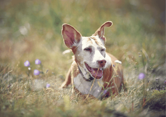 Hund hechelnd in der Sommerhitze
