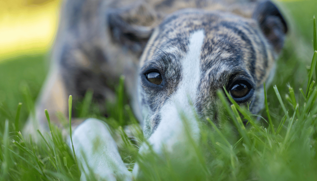 Windhund liegt im Gras und ist entspannt
