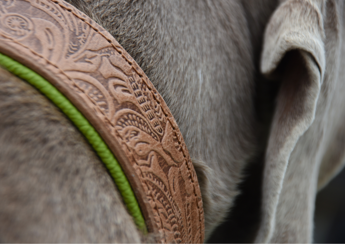 detailreiche florale Lederprägung am Hundehalsband