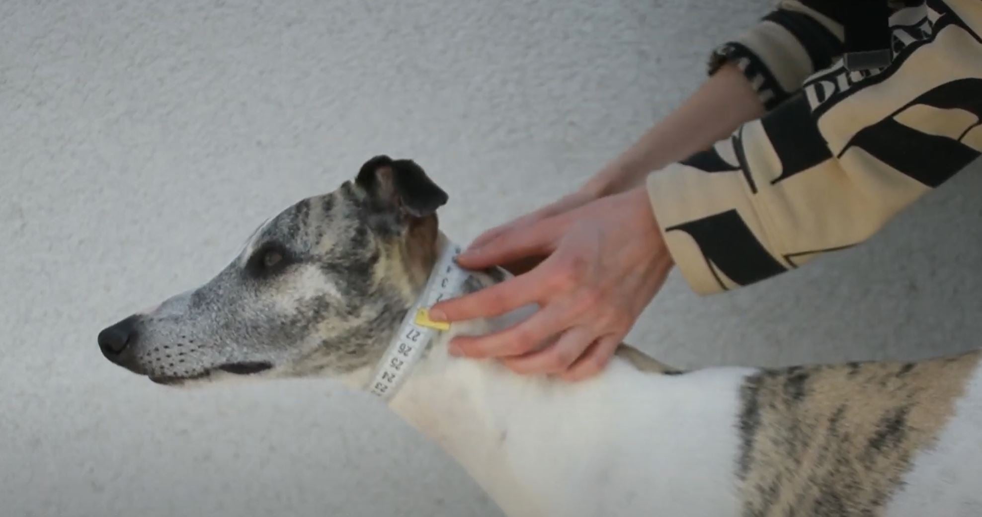 Load video: Zu sehen ist eine Schritt-für-Schritt-Anleitung, wie ein Hund korrekt für ein maßgefertigtes Halsband ausgemessen wird. Gezeigt wird das Messen des Halsumfangs an der richtigen Stelle mit einem flexiblen Maßband, direkt am Hundehals, ohne Zugabe. Der Hund steht ruhig, während sorgfältig demonstriert wird, worauf beim Messen geachtet werden muss.