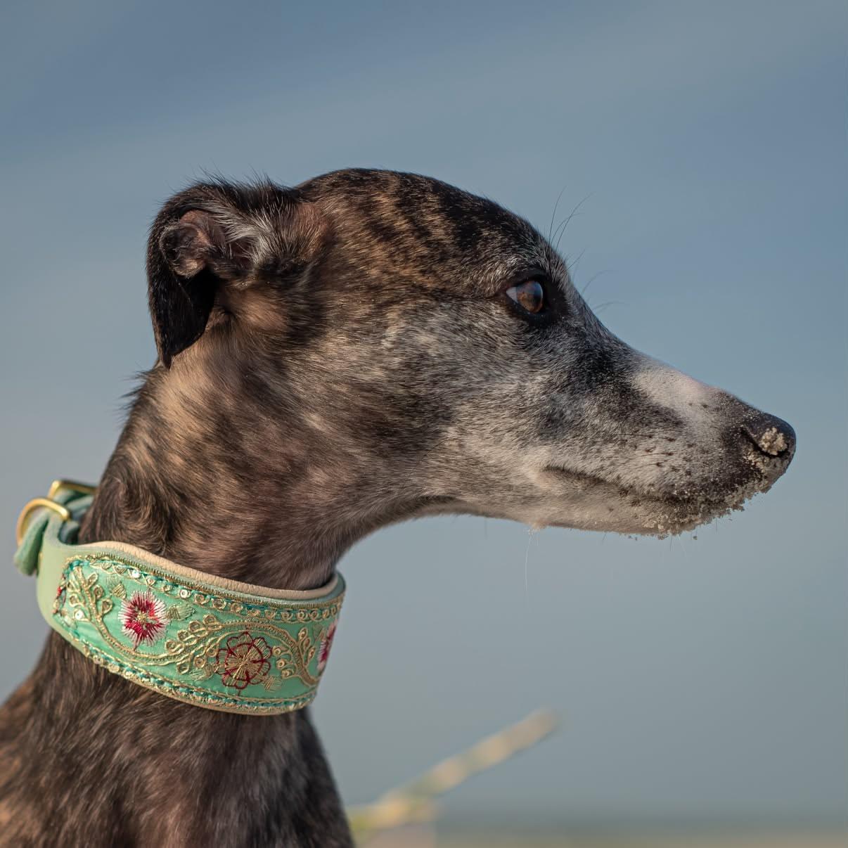 SARI FLORA | Gepolstertes Windhundhalsband aus Leder mit edler Sari Borte