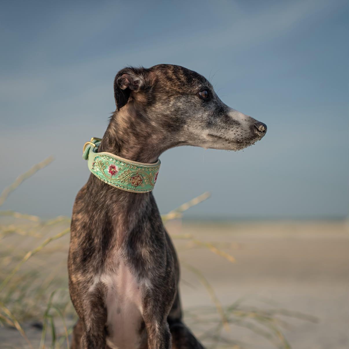 SARI FLORA | Gepolstertes Windhundhalsband aus Leder mit edler Sari Borte